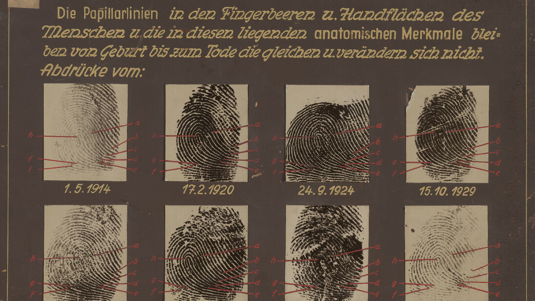 Diese Lehrtafel zeigt acht Fotografien, mit an verschiedenen Tagen im Zeitraum 1914 bis 1950 genommenen Fingerabdrücken. Auf den Fotos sind verschiedene Merkmale markiert, die sich laut Beschriftung nicht verändert haben.
